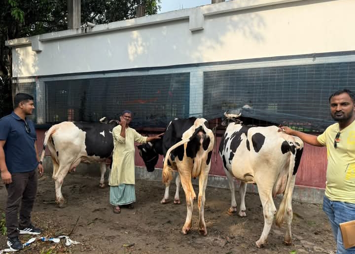 Cow