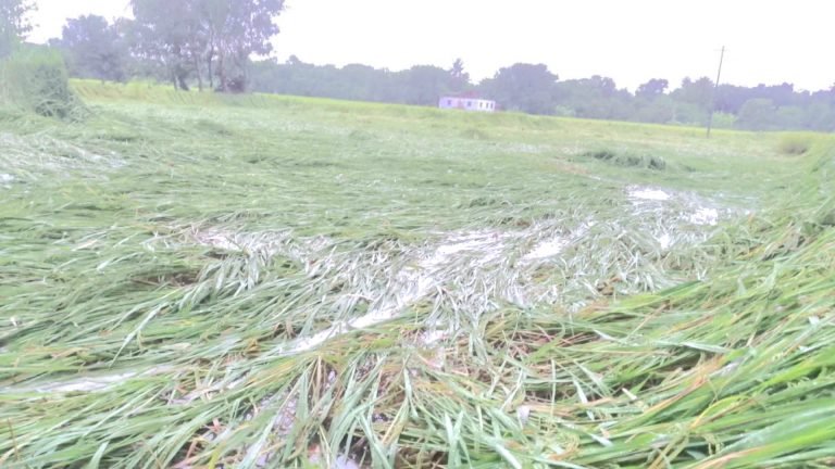 অসময়ে বৃষ্টিতে ধান ও উদ্যান ফসলের ব্যাপক  ক্ষতির  আশঙ্কা!