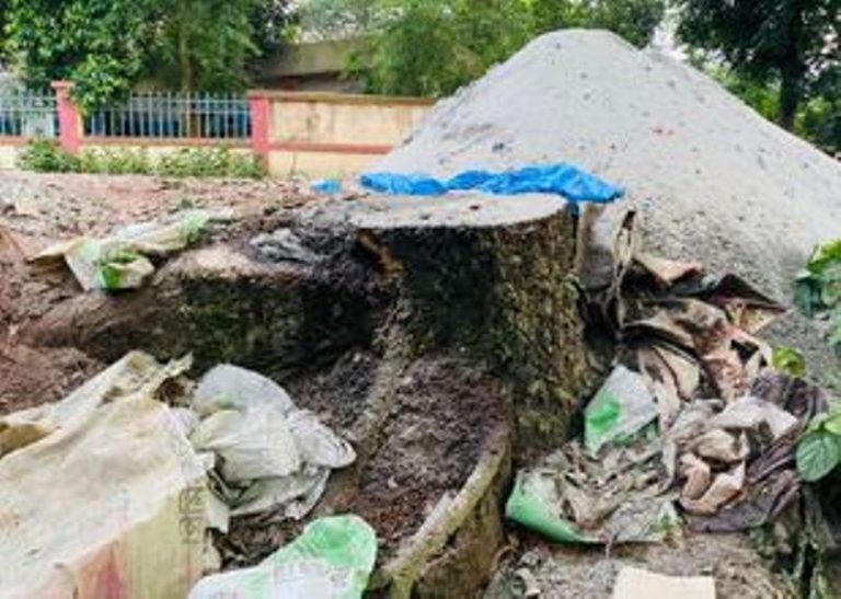 মুন্সিগঞ্জে আ’লীগ-বিএনপি আঁতাতে ২০ হাজার টাকায় সরকারি রাস্তার গাছ কাটার অভিযোগ